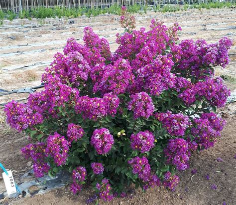 Using Lagerstroemia Purple Spell for Therapeutic Purposes